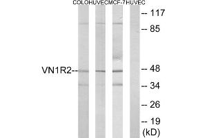 Western blot analysis of extracts from COLO cells, HUVEC cells and MCF-7 cells, using VN1R2 antibody. (VN1R2 Antikörper  (Internal Region))