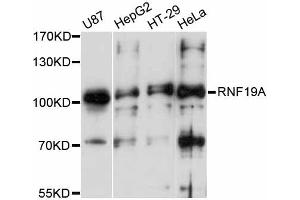 Western blot analysis of extracts of various cell lines, using RNF19A antibody (ABIN5998706) at 1:3000 dilution. (RNF19A Antikörper)