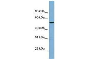 Image no. 1 for anti-CCR4-NOT Transcription Complex, Subunit 11 (CNOT11) (AA 215-264) antibody (ABIN6742003)