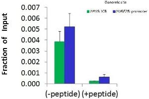 Chromatin Immunoprecipitation (ChIP) Using HDAC6 antibody - N-terminal region  and HCT116 Cells (HDAC6 Antikörper  (N-Term))