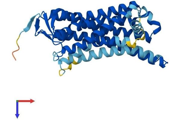 OR52A1 Protein (AA 1-312) (His tag)
