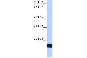 Cardiotrophin 1 antibody used at 0.
