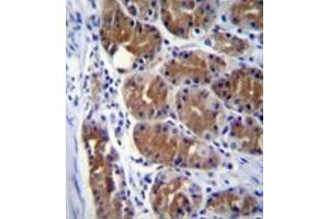 Formalin fixed and paraffin embedded human stomach tissue stained with  Dynactin subunit 2  Antibody  followed by peroxidase conjugation of the secondary antibody and DAB staining (Dynamitin Antikörper  (Middle Region))