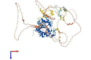 MEPCE Protein (AA 1-666) (His tag)