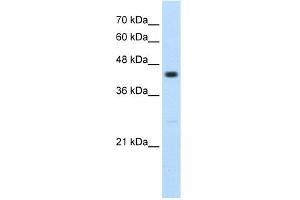WB Suggested Anti-RNF32 Antibody Titration:  2. (RNF32 Antikörper  (Middle Region))