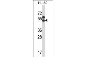 Western blot analysis in HL-60 cell line lysates (35ug/lane). (Apelin Antikörper  (AA 215-244))