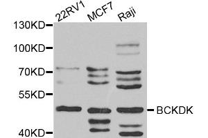 Western blot analysis of extracts of various cell lines, using BCKDK antibody (ABIN5974802) at 1/1000 dilution. (BCKDK Antikörper)