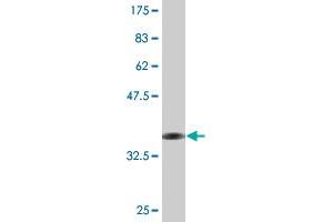 Western Blot detection against Immunogen (35. (TFEC Antikörper  (AA 1-89))