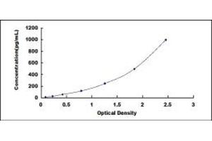 Oncostatin M ELISA Kit