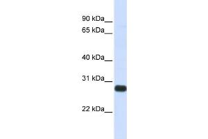 WB Suggested Anti-SPINT2 Antibody Titration:  0. (SPINT2 Antikörper  (Middle Region))