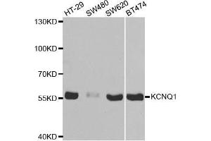 Western blot analysis of extracts of various cell lines, using KCNQ1 antibody. (KCNQ1 Antikörper  (AA 250-549))