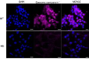 anti-Exosome Component 1 (EXOSC1) antibody