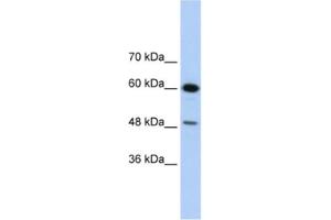 Western Blotting (WB) image for anti-DAZ Associated Protein 1 (DAZAP1) antibody (ABIN2462284) (DAZAP1 Antikörper)