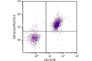 BALB/c mouse splenocytes were stained with Rat Anti-Mouse CD16/32-PE/CY5. (CD32/CD16 Antikörper  (PE-Cy5.5))