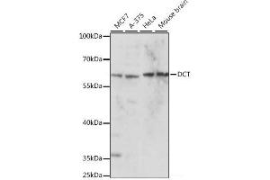 Western blot analysis of extracts of various cell lines using DCT Polyclonal Antibody at dilution of 1:1000. (DCT Antikörper)