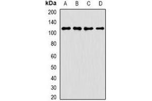 Western blot analysis of ANR52 expression in A549 (A), K562 (B), mouse brain (C), rat liver (D) whole cell lysates. (ANKRD52 Antikörper)