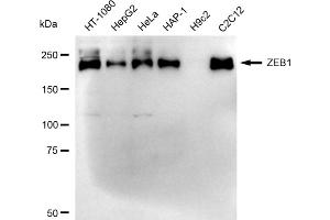 Western blotting analysis using ZEB1 antibody (ABIN7800892). (Rekombinanter ZEB1 Antikörper)