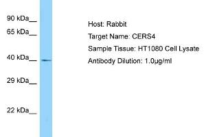 Host: Rabbit Target Name: CERS4 Sample Type: HT1080 Whole Cell lysates Antibody Dilution: 1. (LASS4 Antikörper  (C-Term))