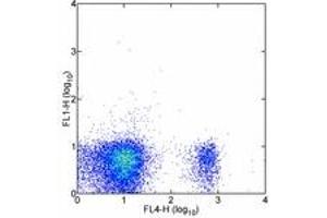 Image no. 1 for anti-CD8b Molecule (CD8B) antibody (FITC) (ABIN475768) (CD8B Antikörper  (FITC))