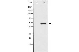 Western blot analysis of PTP1B expression in UV treated COS7 whole cell lysates,The lane on the left is treated with the antigen-specific peptide. (PTPN1 Antikörper  (N-Term))