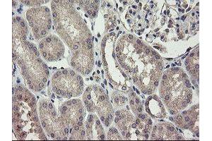 Immunohistochemical staining of paraffin-embedded Human Kidney tissue using anti-CHN1 mouse monoclonal antibody. (CHN1 Antikörper)
