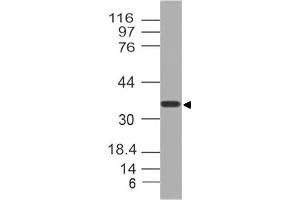 Image no. 1 for anti-Nucleoporin 35kDa (NUP35) (AA 26-241) antibody (ABIN5027408) (NUP35 Antikörper  (AA 26-241))