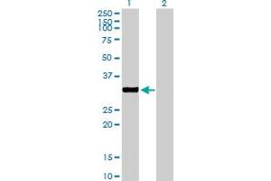 Western Blot analysis of NEK7 expression in transfected 293T cell line by NEK7 MaxPab polyclonal antibody. (NEK7 Antikörper  (AA 1-302))