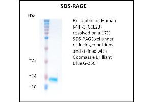 SDS-PAGE (SDS) image for Chemokine (C-C Motif) Ligand 23 (CCL23) (Active) protein (ABIN5509374)