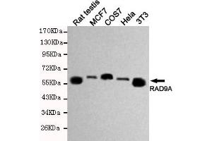 Western blot detection of RAD9A in Hela,MCF7,3T3,COS7 and Rat testis cell lysates using RAD9A mouse mAb (1:500 diluted).