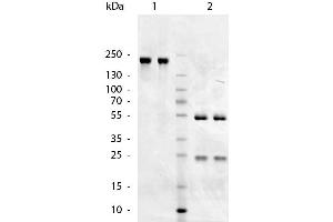 SDS-Page of Goat anti-Chicken IgM (Mu Chain) antibody. (Ziege anti-Huhn IgM Antikörper - Preadsorbed)