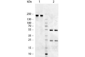 SDS-PAGE (SDS) image for Goat anti-Chicken IgM antibody (ABIN102563)