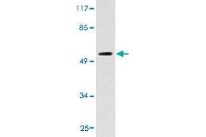 Western blot analysis of HT-29 cell extracts with CYP2D6 polyclonal antibody . (CYP2D6 Antikörper  (AA 241-290))