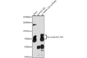Immunoprecipitation (IP) image for anti-Lamin A/C (LMNA) (pSer22) antibody (ABIN6136134)