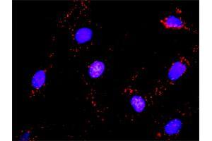 Proximity Ligation Assay (PLA) image for anti-Hemopoietic Cell Kinase (HCK) (AA 1-505) antibody (ABIN516368)