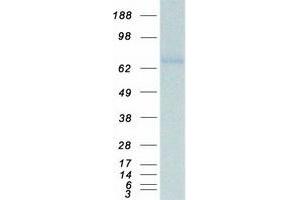 Validation with Western Blot (MMP14 Protein (Myc-DYKDDDDK Tag))