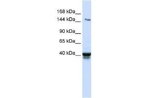 IGSF9 antibody used at 1 ug/ml to detect target protein. (IGSF9 Antikörper  (N-Term))