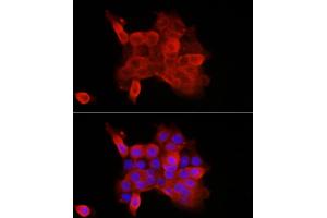 Immunofluorescence analysis of  cells using CDH3 Rabbit pAb (ABIN7269142) at dilution of 1:100 (40x lens). (P-Cadherin Antikörper  (AA 24-350))