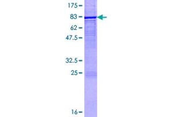 CYP2E1 Protein (AA 1-493) (GST tag)