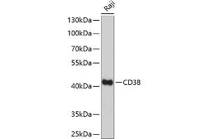 Western blot analysis of extracts of Raji cells, using CD38 Antibody (ABIN6130076, ABIN6138177, ABIN6138178 and ABIN6217677) at 1:1000 dilution. (CD38 Antikörper  (AA 46-300))