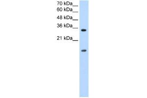 WB Suggested Anti-HNRPUL1 Antibody Titration:  0. (HNRNPUL1 Antikörper  (C-Term))