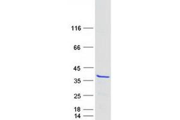 MEAF6 Protein (Myc-DYKDDDDK Tag)