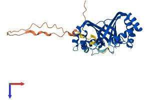 NIPSNAP1 Protein (AA 1-284) (His tag)