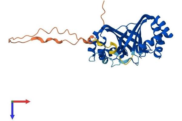 NIPSNAP1 Protein (AA 1-284) (His tag)