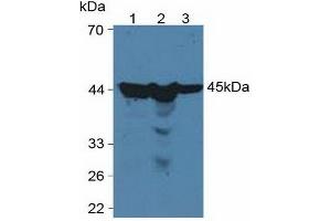 Western blot analysis of (1) Human HeLa cells, (2) Human HepG2 Cells and (3) Human 293T Cells. (PGK1 Antikörper  (AA 2-417))
