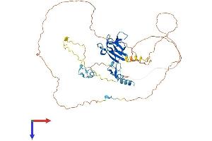 APLF Protein (AA 1-511) (His tag)