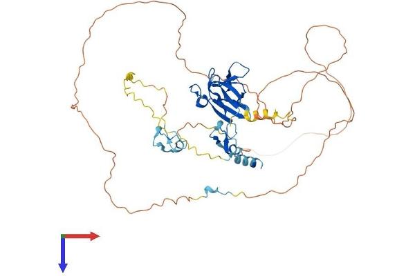 APLF Protein (AA 1-511) (His tag)