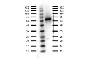 Western Blot of Rabbit anti-Abi1 antibody. (ABI1 Antikörper  (C-Term))