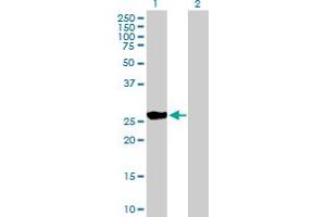 Western Blot analysis of BNIP1 expression in transfected 293T cell line by BNIP1 MaxPab polyclonal antibody. (BNIP1 Antikörper  (AA 1-228))