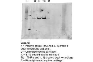 Western Blotting (WB) image for anti-Matrix Metallopeptidase 3 (Stromelysin 1, Progelatinase) (MMP3) (Middle Region) antibody (ABIN2777121)
