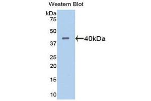Western Blotting (WB) image for anti-ADAM Metallopeptidase with Thrombospondin Type 1 Motif, 1 (ADAMTS1) (AA 560-911) antibody (ABIN1077724)